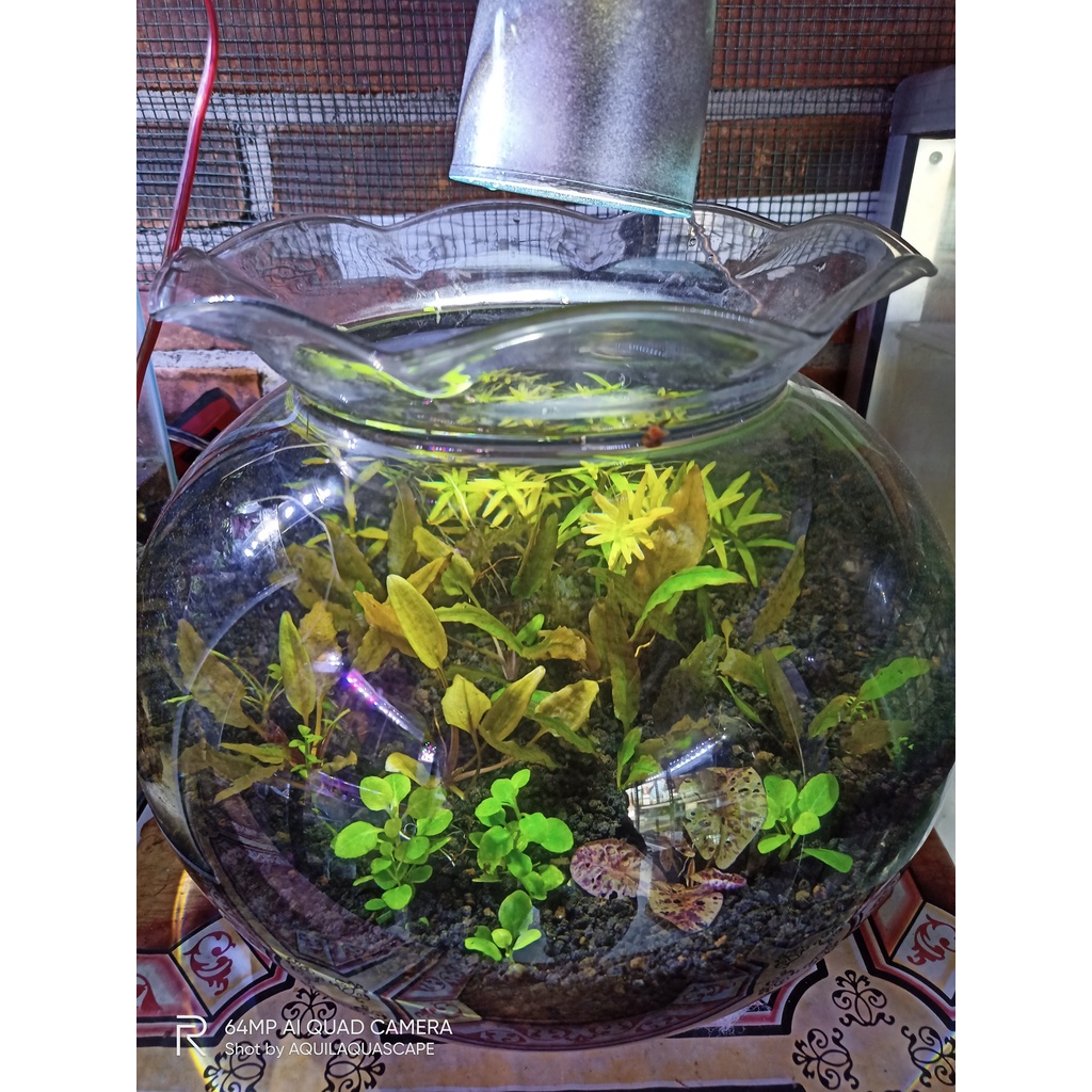 (KJO) AQUARIUM BULAT - AQUARIUM HIAS - AQUARIUM CUPANG