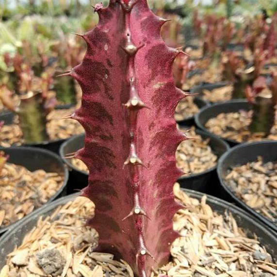 Terbaru Kaktus sukulen trigona merah