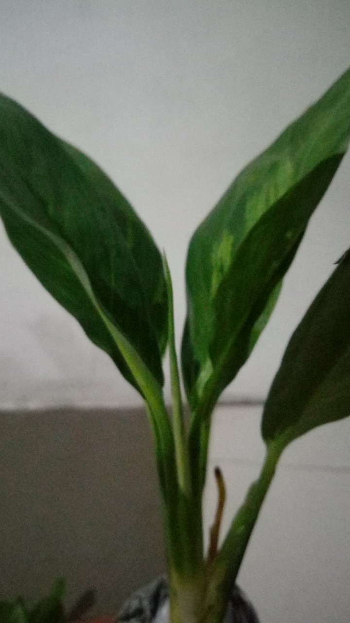 Peace Lily Sepatu Filum Sepatu Pilum Varigata Murah