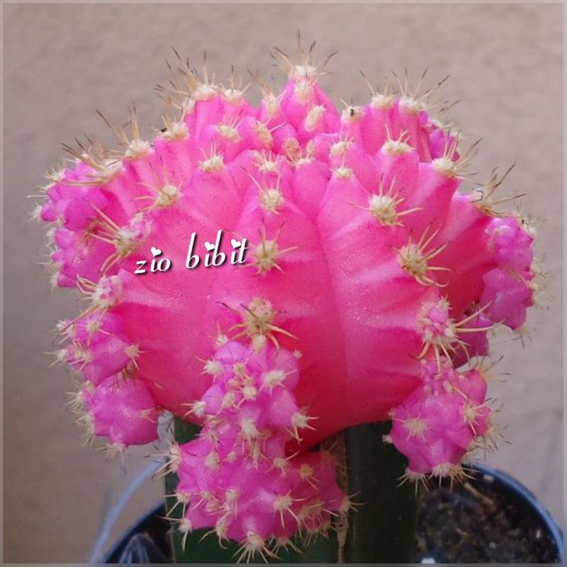 Benih Bibit Biji Kaktus Sukulen Hias Mini Import Tanaman Kaktus Pingky
