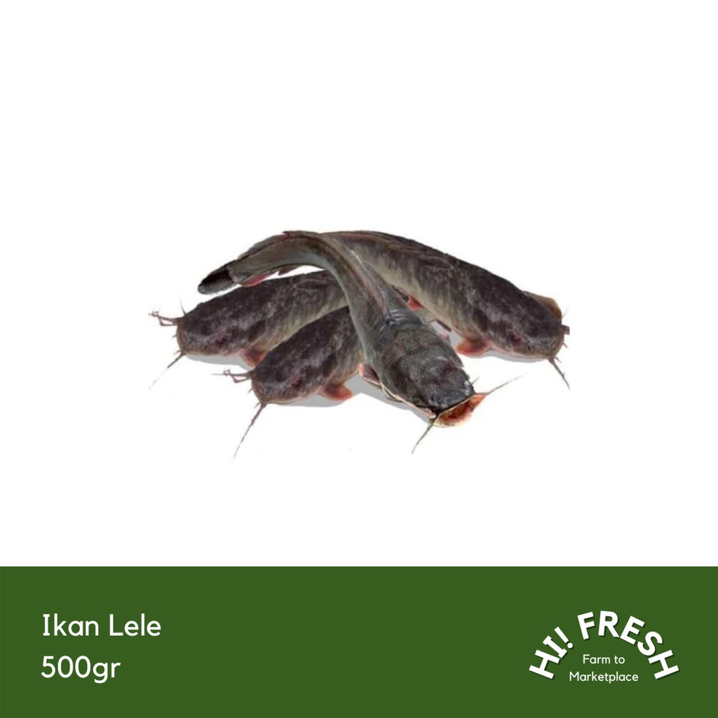 

Ikan Lele 500gr