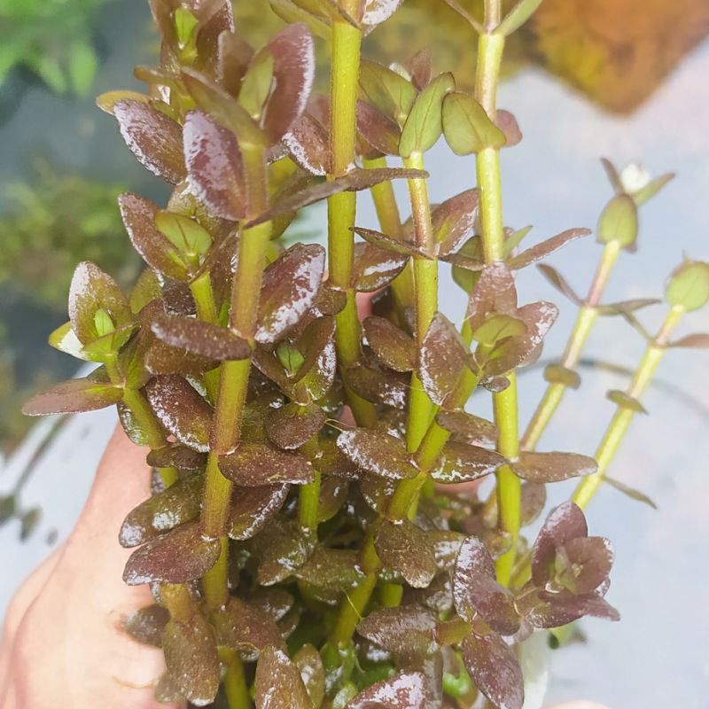 

Bacopa salzmannii