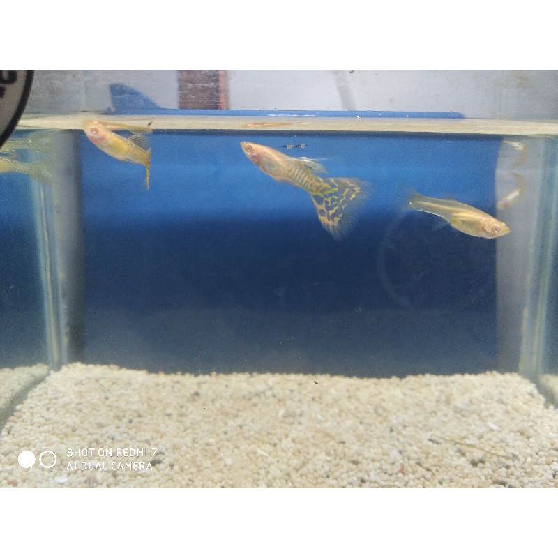 guppy albino yellow cobra