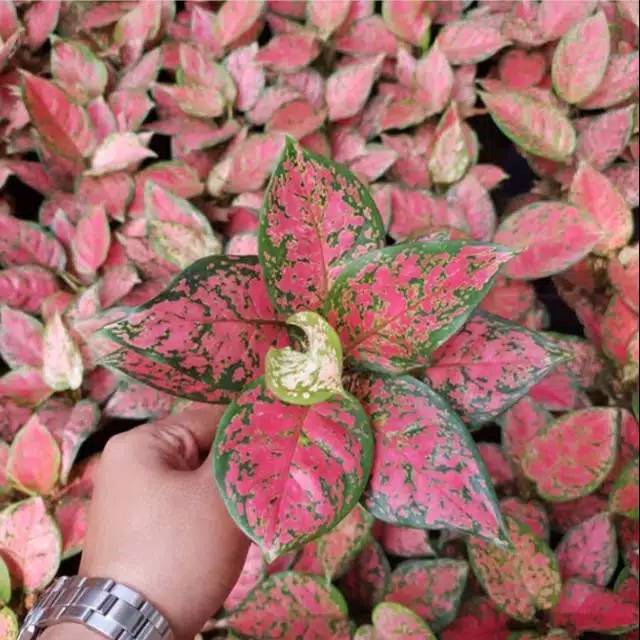 Tanaman hias aglonema Dut anjamani/aglonema Dut anjamani