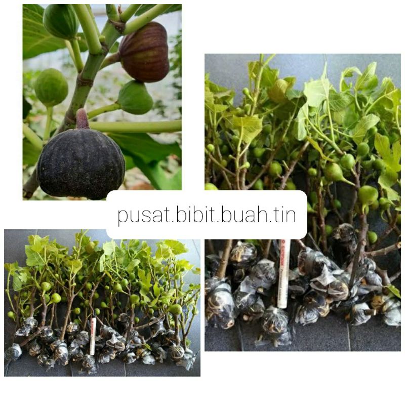 bibit tin IRAQI buah tin hitam cepat berbuah (fresh cangkok)