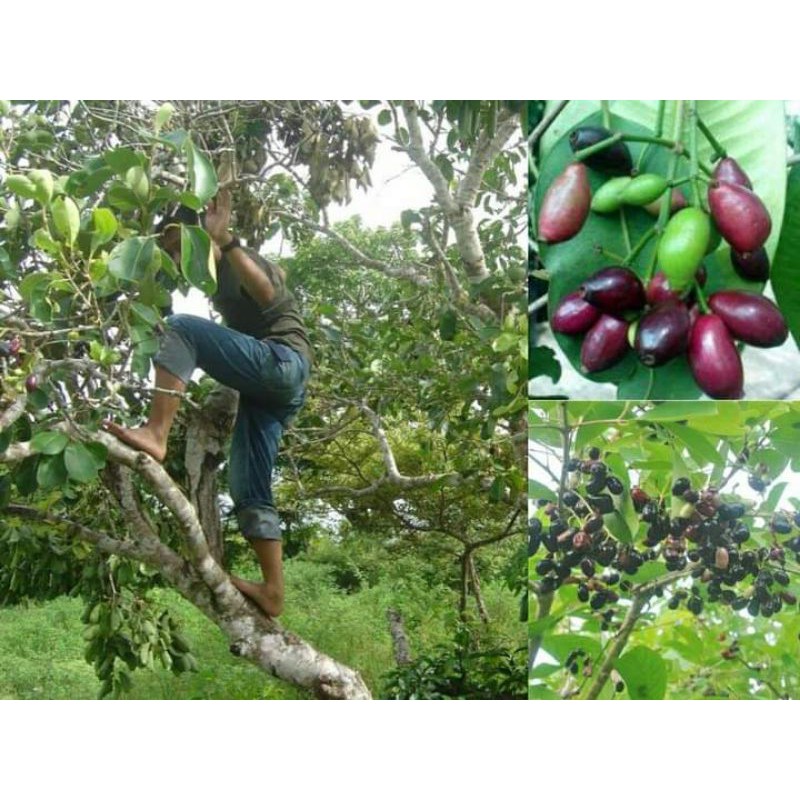 

1 KG KULIT JAMBLANG JUWET UNTUK OBAT HERBAL