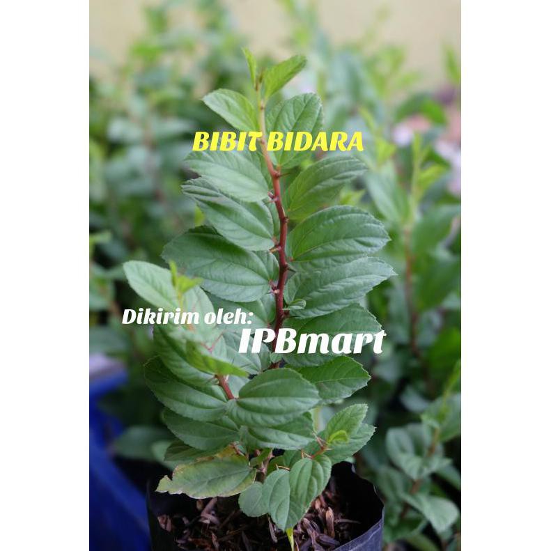%%##%% Kd Bidara Arab Bibit Pohon Tanaman Herbal Sidr Kw Asli