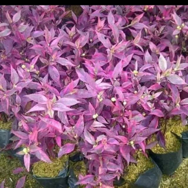 Tanaman hias bayam merah - bunga erfah