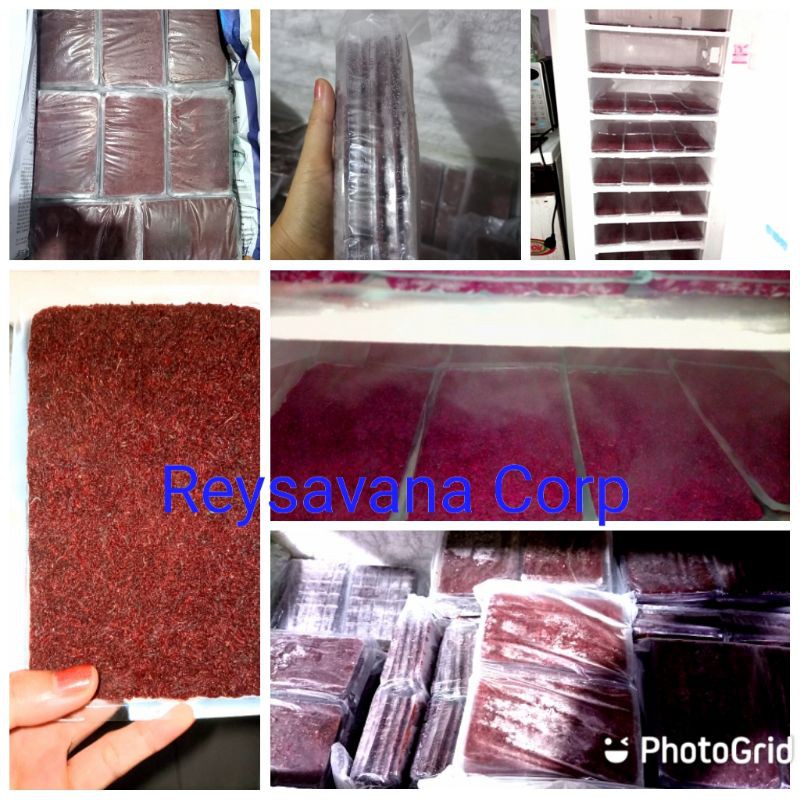 Cacing Darah Beku Tray 1kg isi 10 Bebas Bakteri