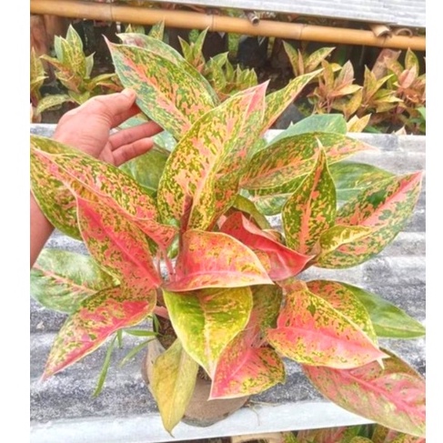 Aglonema Big Roy Rimbun Daun 5-10 / Big Roy Indukan/Big Roy Berkwalitas Murah Istimewa