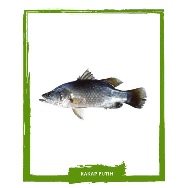 

Ikan Kakap Putih / Ikan Segar On Mallahrizwa