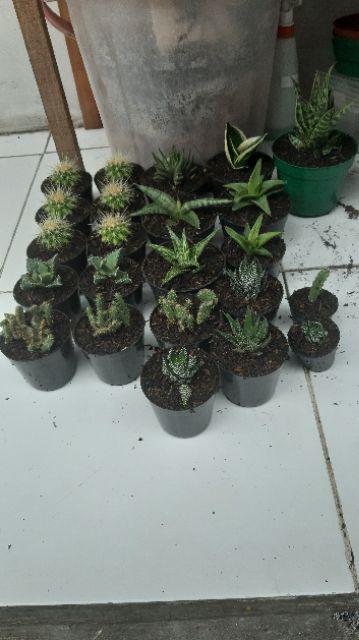 Tanaman Kaktus Hias Cactus Golden Barrel Barel