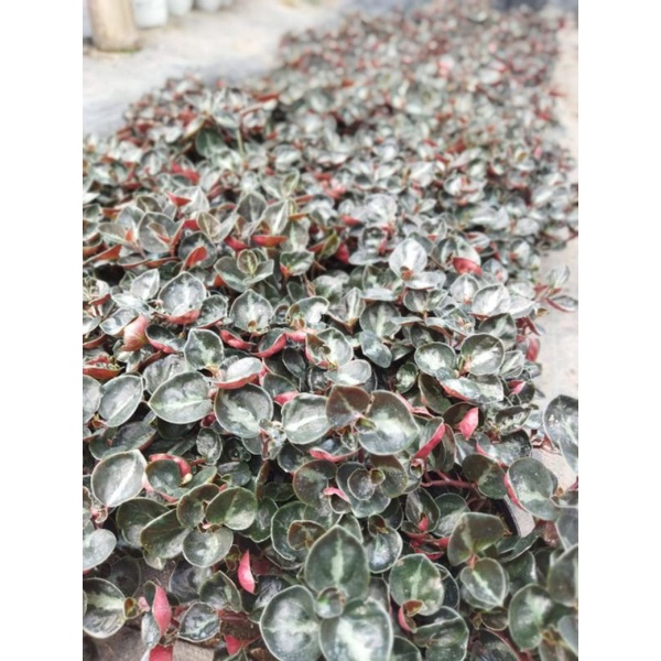 Peperomia black metalica