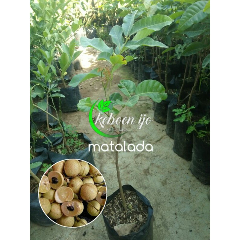 bibit kelengkeng matalada super