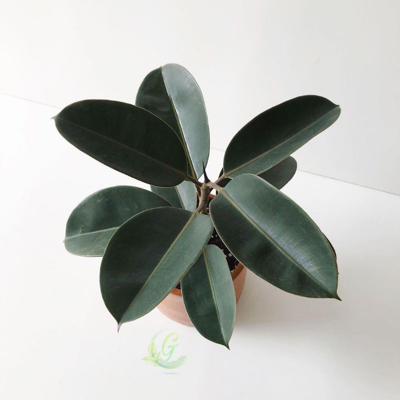 Tanaman Hias karet kebo - karet kebo - pohon karet kebo murah