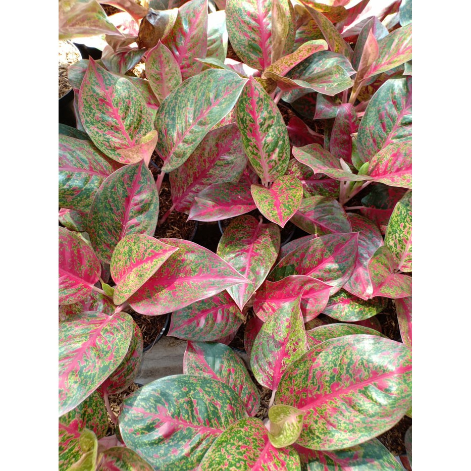 Aglaonema Stardust
