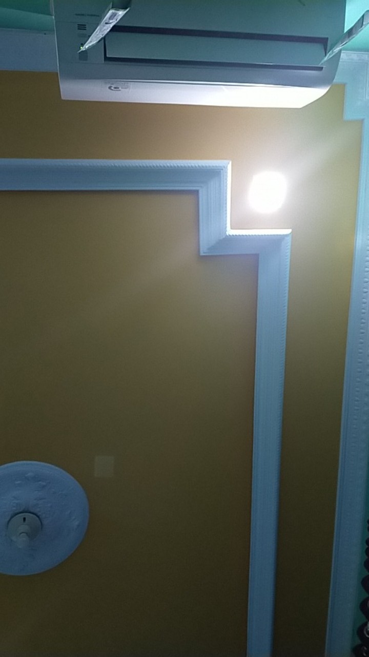 Tanaman Rambat Dolar Mini - Hiasan Taman - Tanaman Hias Dolar Mini - Pohon Dolar Mini - Dolar Rambat