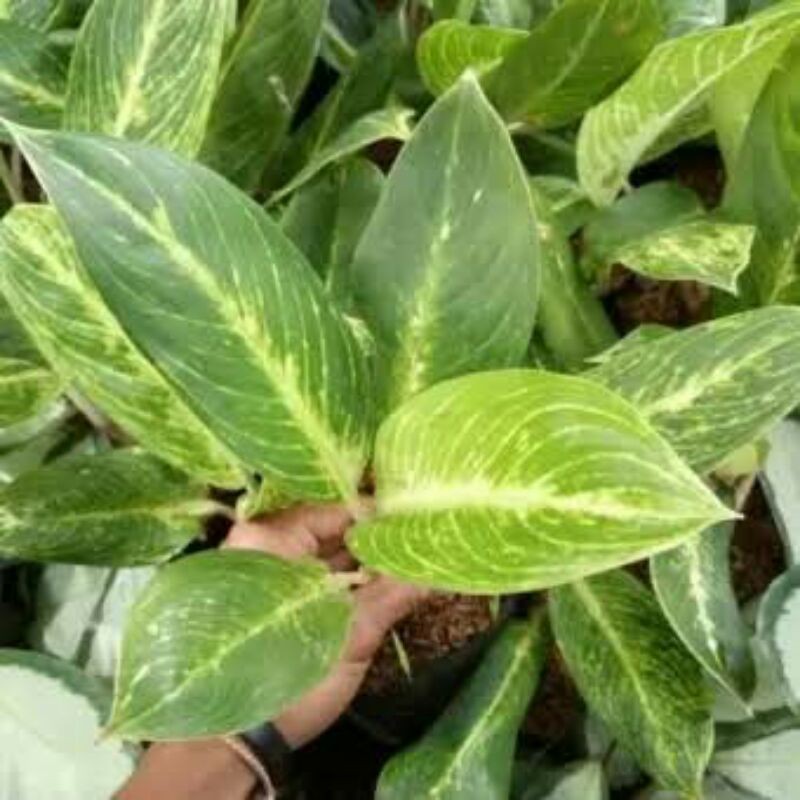 aglonema Diven / Blanceng Golden