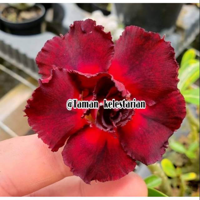 Bibit adenium kamboja bunga merah - tanaman hias adenium