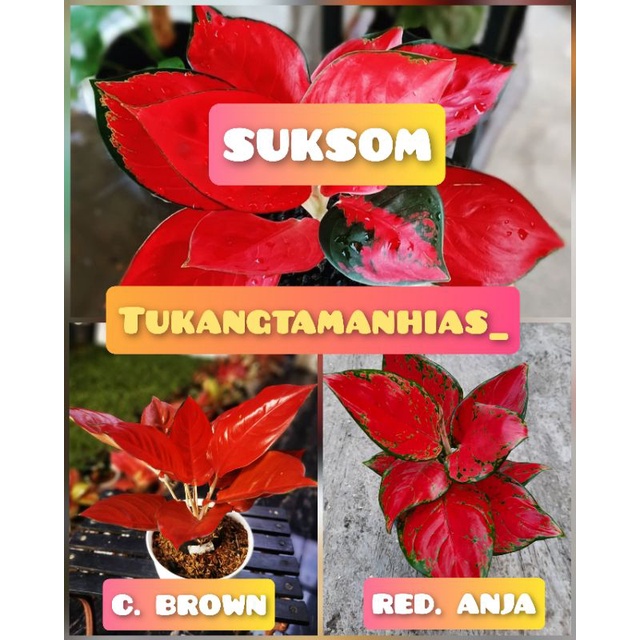 PAKET 3 BONGGOL AGLONEMA SUKSOM JAIPONG,CHARLIE BROWN,RED ANJAMANI ORIGINAL