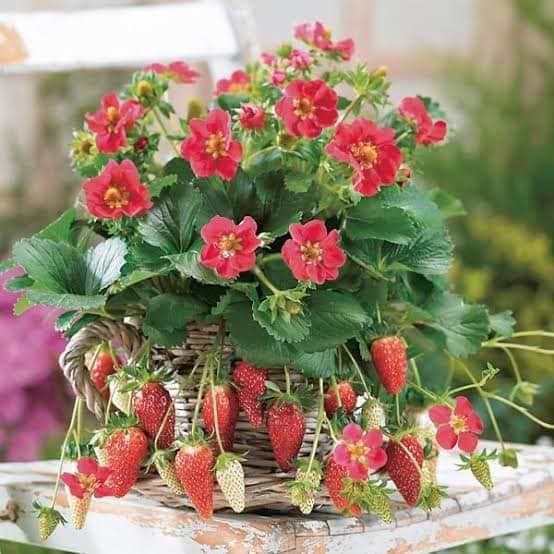 Bibit Strawberry Merlan/bibit strawberry termurah/bibit straberry cantik