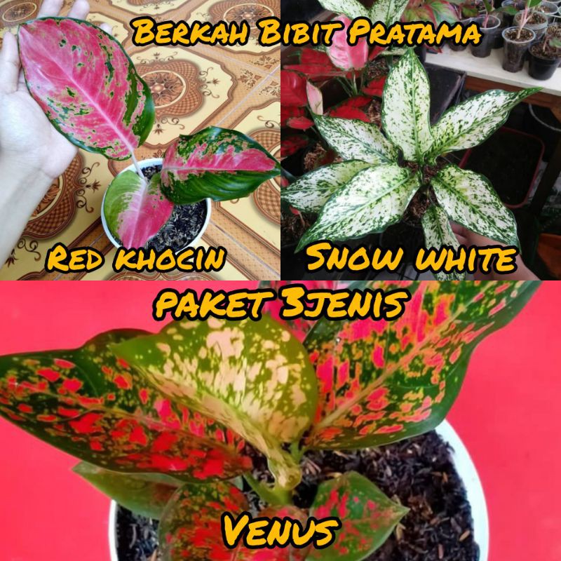 PAKET BUNGA AGLONEMA 3 JENIS