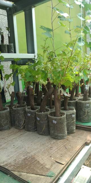 Bibit anggur import jenis rizamat