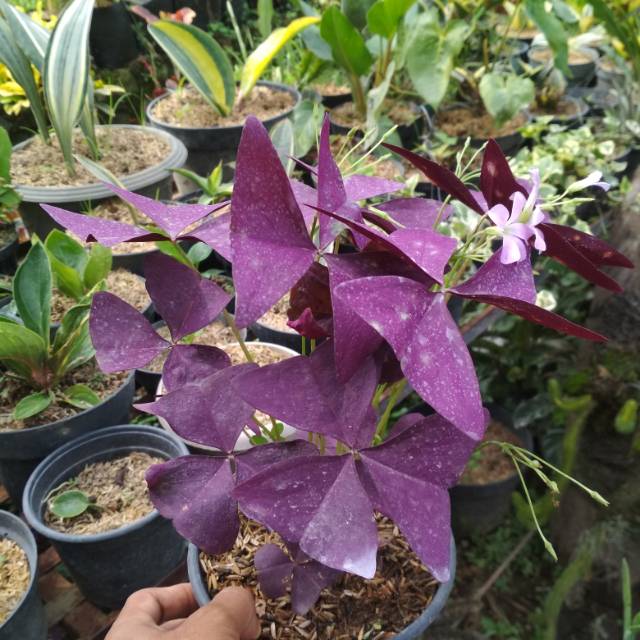 OXALIS(Bunga kupu kupu)