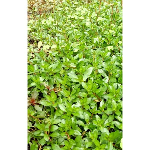 Ludwigia brevipes aquascape 20 batang