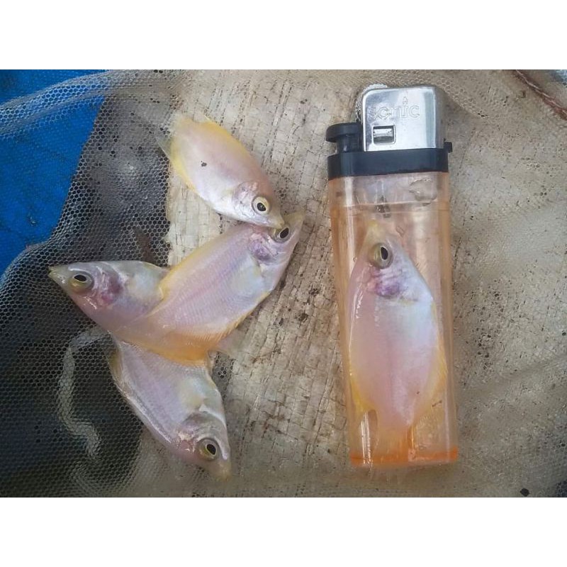 Bibit ikan gurame padang ukuran korek gas - bibit ikan gurame padang