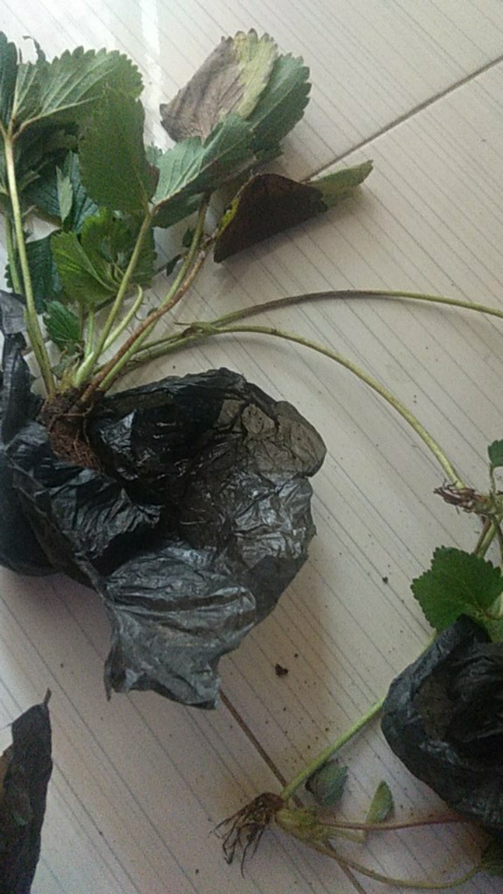 Bibit Strauberi Sudah Tumbuh Dan Berbungga