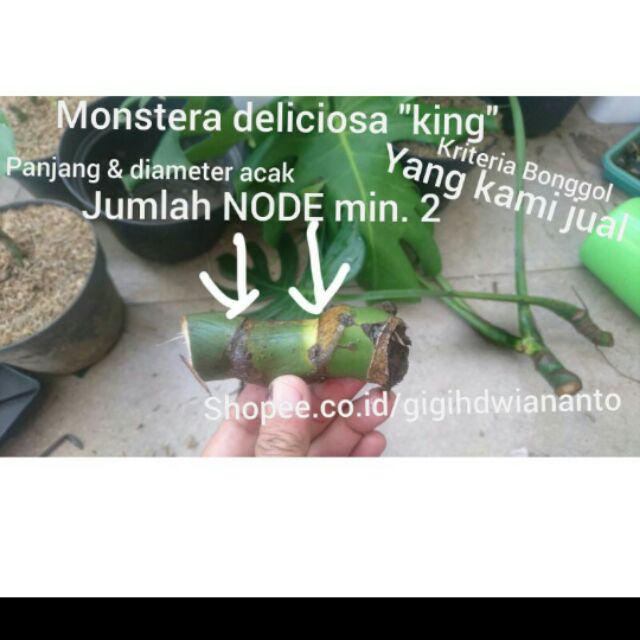 Cutting Monstera Borsigiana Bonggol Monstera King Dan Borsigiana Shopee Indonesia