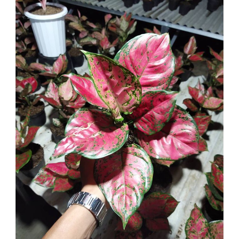 Aglaonema dud Anjamani