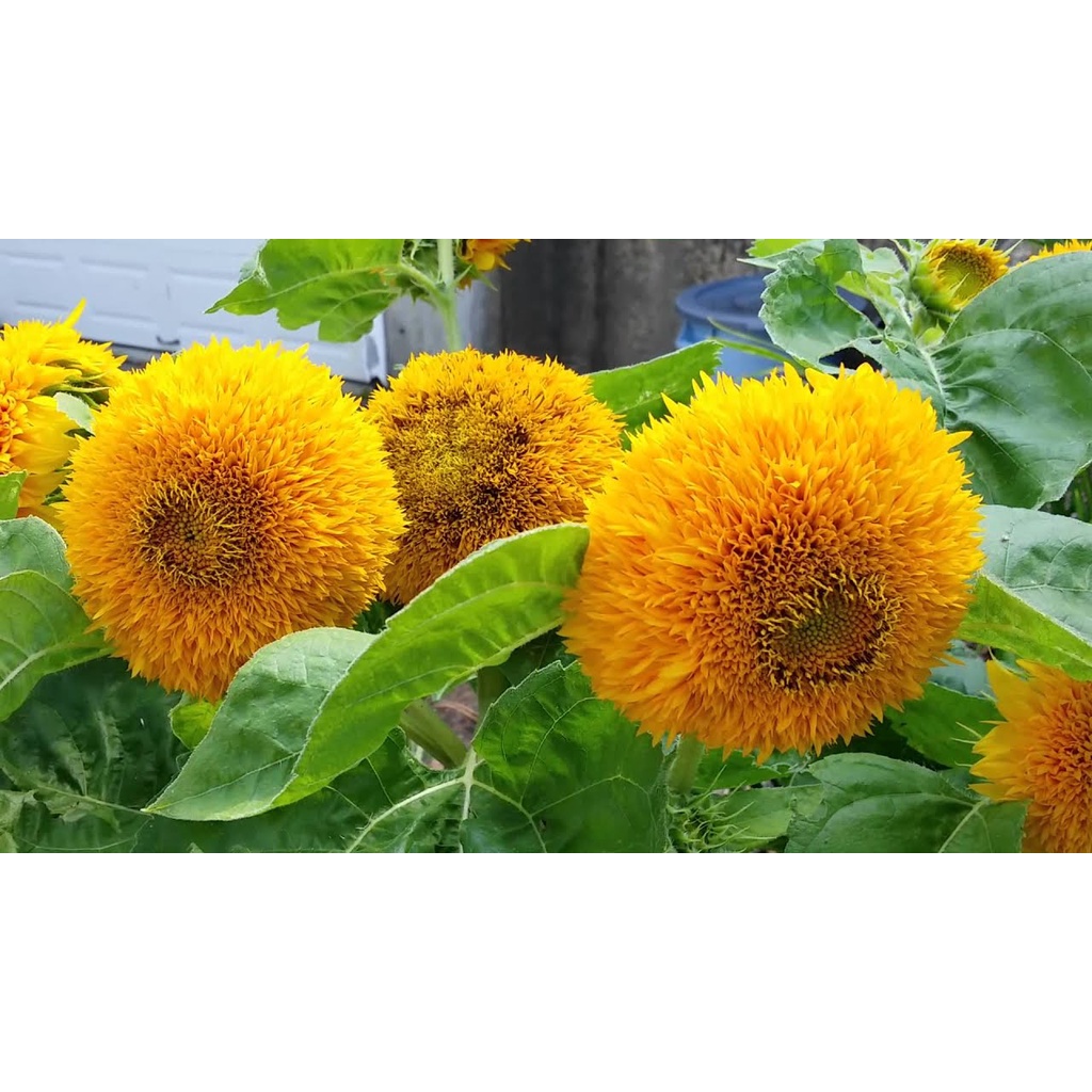 Benih Bibit Biji - Sunflower (Giant) Sungold Bunga Matahari Seeds - IMPORT