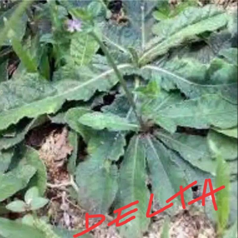 

DAUN TAPAK LIMAN 500 gr