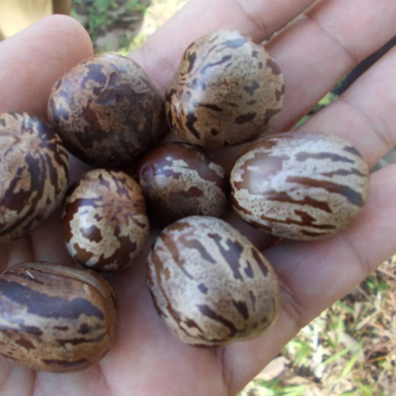 Biji buah karet unggul 100 biji