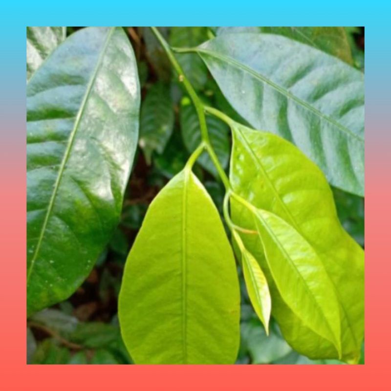 

Daun Pala Segar Fres 100gr