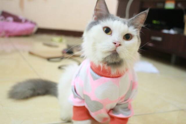 Kaos jumper lope-lope lucu untuk kucing dan anjing / baju kucing murah meriah size S M L XL