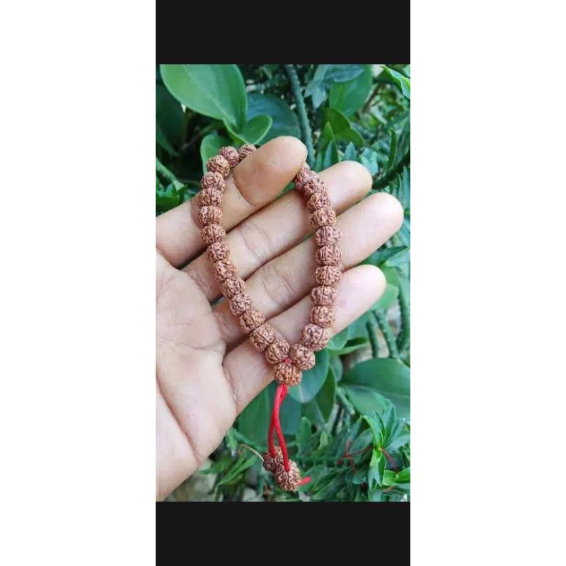 jenitri rudraksha kecil serut alami