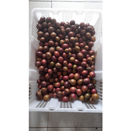 

buah matoa 2kg