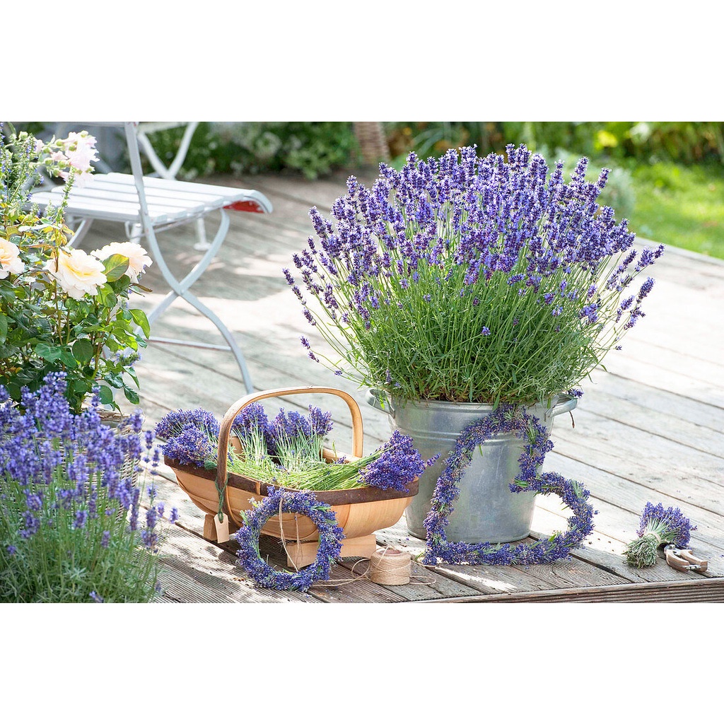 Benih Bibit Biji - Bunga Lavender Hidcote Blue Strain Herb Flower Seeds - IMPORT