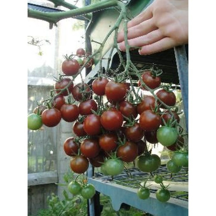 Haira Seed Bibit-Biji Tomat Black Cherry