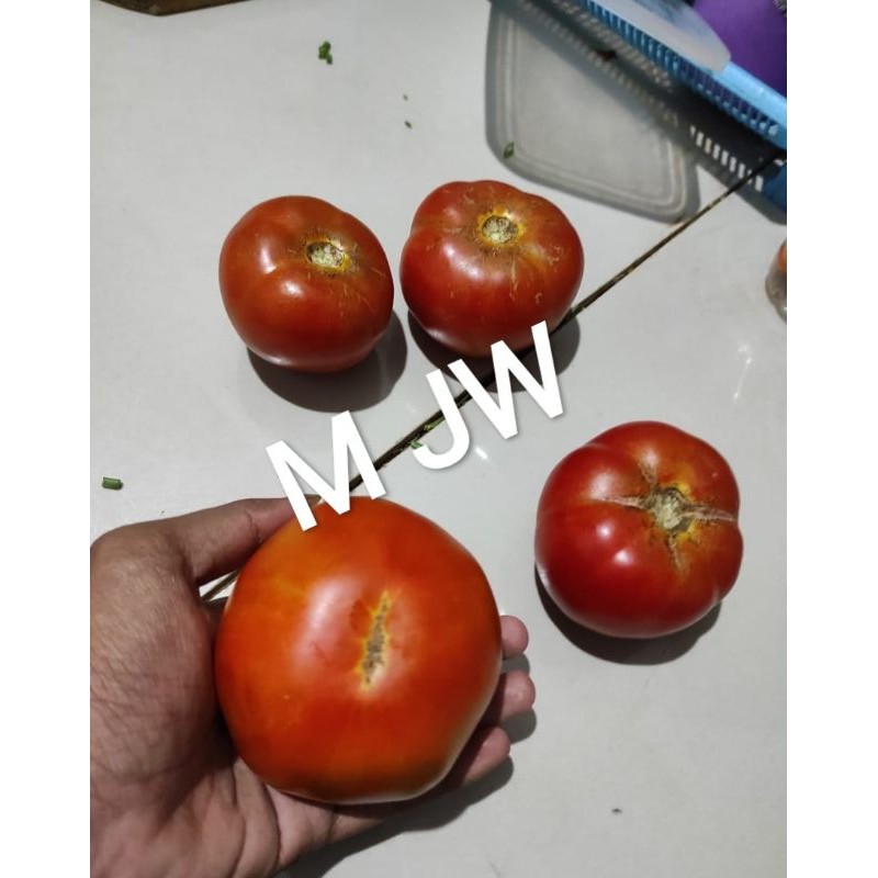 

Tomat bibit import