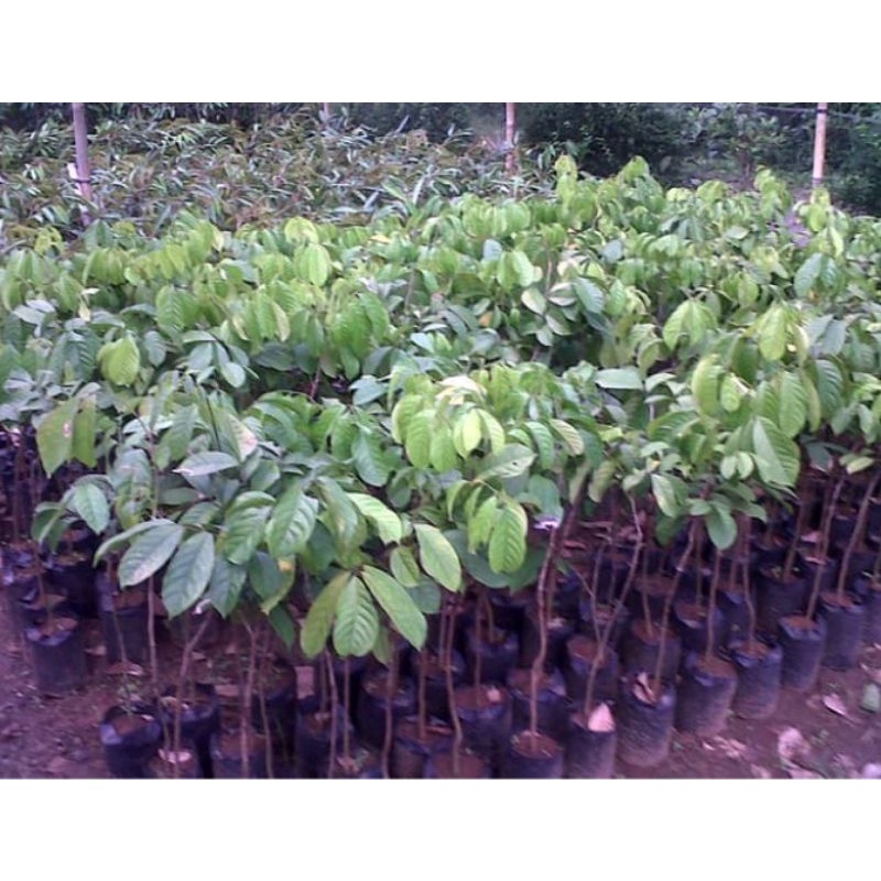 bibit duku asli palembang