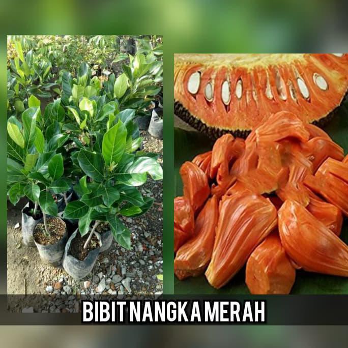 Benih Bibit Buah Nangka Merah <1