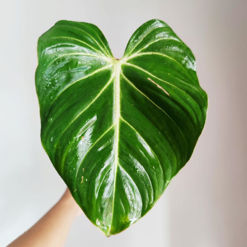 Philodendron Gloriosum Pink Back / Philodendron Gloriousum