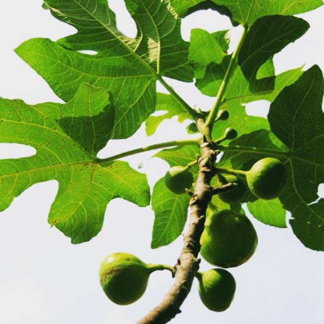 Bibit pohon tin pohon surga