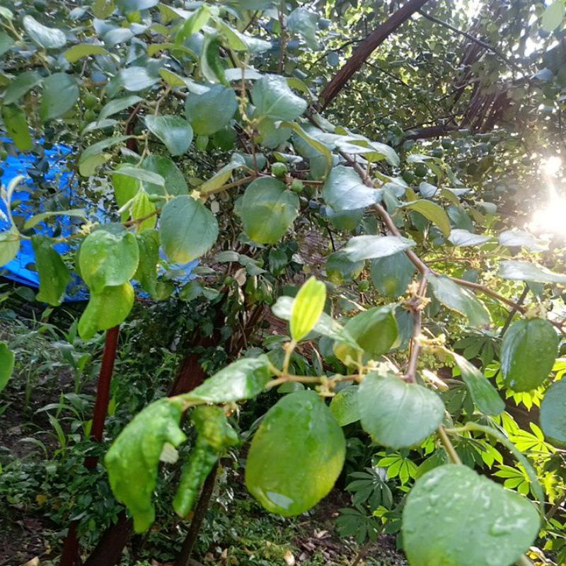 

Daun bidara