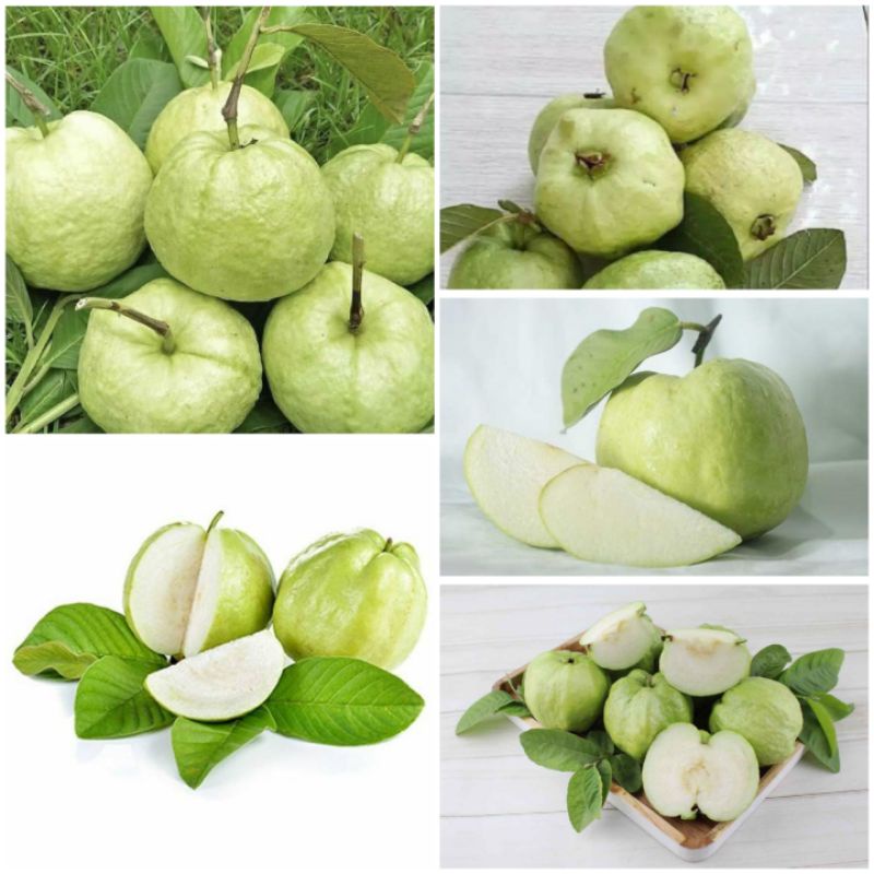 

Jambu Kristal Super Fresh Tanpa Biji 1 kg