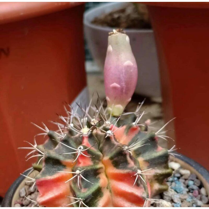 Paket 10pcs biji benih Kaktus Gymno Miha Varigata